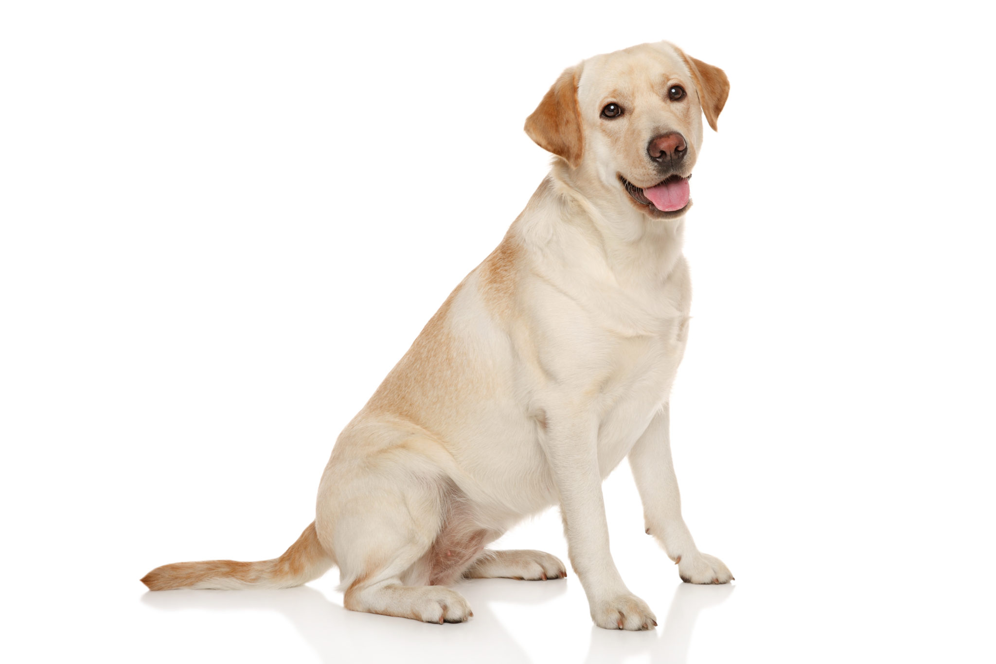 Större hundar drabbas ofta av artroser i höften. Ultraljudet kan lindra.